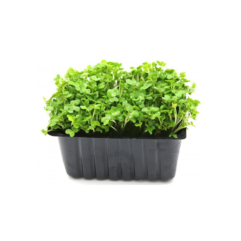 Cress Mustard/cress