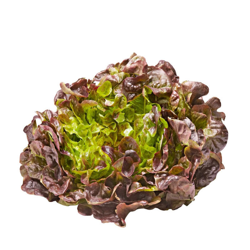 Oak Leaf Lettuce