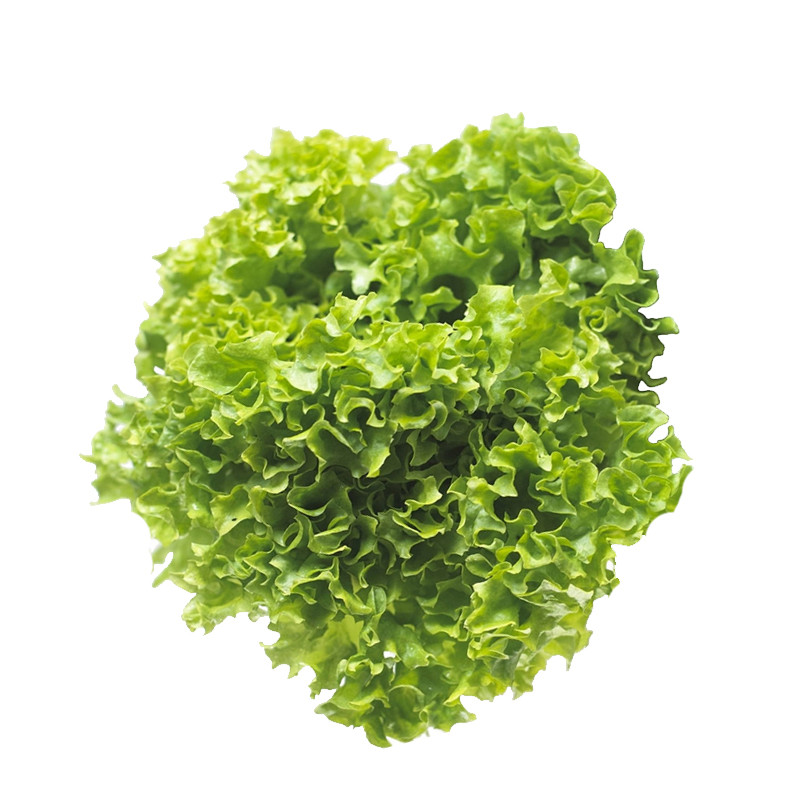 Lettuce Lollo Biondi