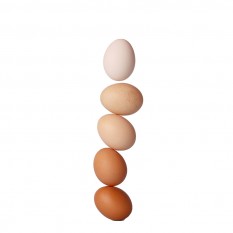 Eggs Free Range Medium X 6